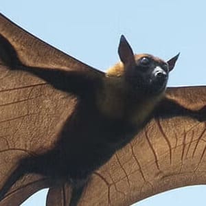 コウモリ